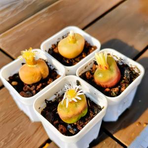 農園直売 多肉植物 コノフィツム マウガニー(...の詳細画像3