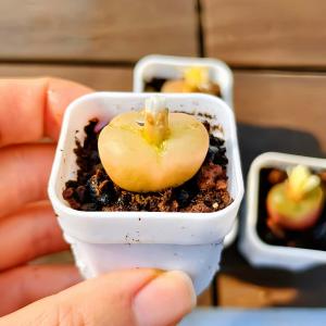 農園直売 多肉植物 コノフィツム マウガニー(...の詳細画像4