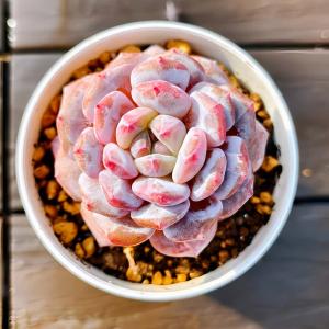 農園直売 多肉植物 宅急便送料無料 エケベリア 寄せ植えセット35個 超