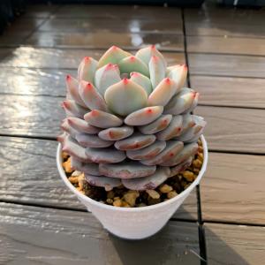 農園直売 多肉植物 寄せ植え エケベリア属 玉...の詳細画像1