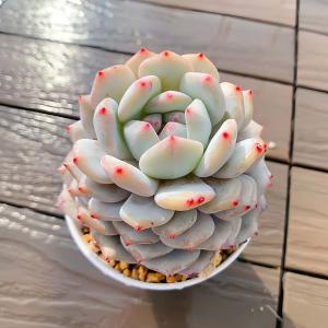 農園直売 多肉植物 寄せ植え エケベリア属 玉...の詳細画像2