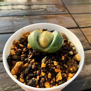 農園直売 多肉植物 コノフィツム属 帝玉 プラ...の詳細画像1