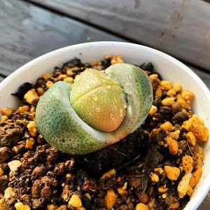 農園直売 多肉植物 コノフィツム属 帝玉 プラ...の詳細画像2