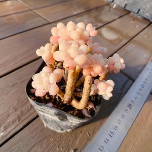 農園直売 多肉植物 寄せ植え エケベリア属 ク...の詳細画像1