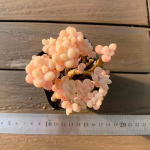 農園直売 多肉植物 寄せ植え エケベリア属 ク...の詳細画像2