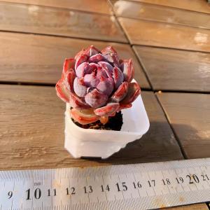 【多肉バイキング】農園直売 寄せ植え エケベリア属 ブルーベリージャム（単）プラグ苗　ポット苗　観葉植物 多肉植物　インテリア 多肉専門VERVE