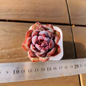 【多肉バイキング】農園直売 寄せ植え エケベリ...の詳細画像1