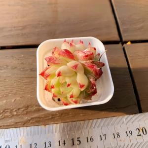 【多肉バイキング】農園直売 寄せ植え エケベリア属 ベニイロフラミンゴ（２頭）プラグ苗　ポット苗　観葉植物 多肉植物　インテリア 多肉専門VERVE