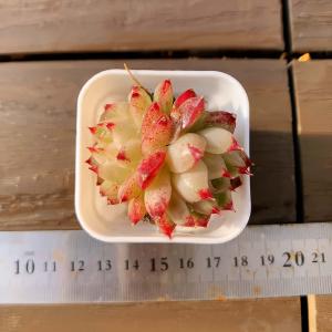 【多肉バイキング】農園直売 寄せ植え エケベリ...の詳細画像1