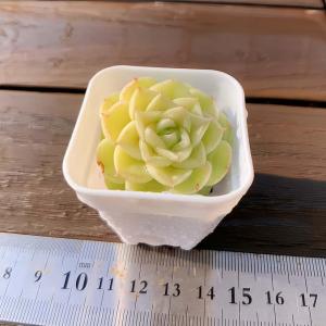 【多肉バイキング】農園直売 寄せ植え エケベリア属 ホワイトスワン（単）プラグ苗　ポット苗　観葉植物 多肉植物　インテリア 多肉専門VERVE