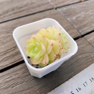 【多肉バイキング】農園直売 寄せ植え エケベリ...の詳細画像1