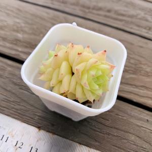 【多肉バイキング】農園直売 寄せ植え エケベリ...の詳細画像2