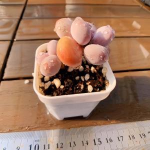 【多肉バイキング】農園直売 寄せ植え エケベリ...の詳細画像1
