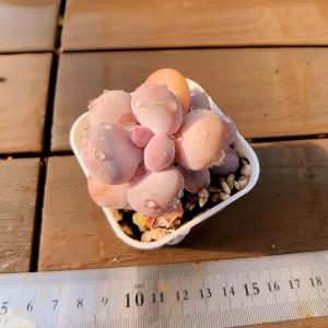 【多肉バイキング】農園直売 寄せ植え エケベリ...の詳細画像2