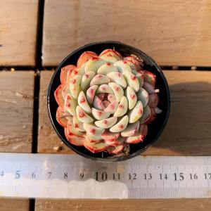 【多肉バイキング】農園直売 寄せ植え エケベリア属 　ブルーミニマ（単）プラグ苗　ポット苗　観葉植物 多肉植物　インテリア 多肉専門VERVE