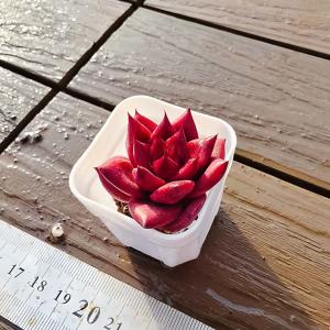 【多肉バイキング】農園直売 寄せ植え エケベリ...の詳細画像1