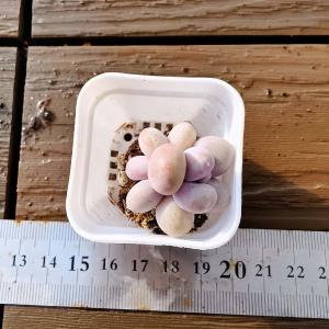 【多肉バイキング】農園直売 寄せ植え エケベリア属　原種チーズ（単）プラグ苗　ポット苗　観葉植物 多肉植物　インテリア 多肉専門VERVE