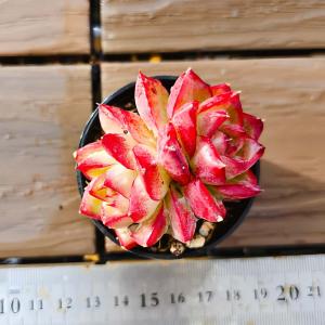 【多肉バイキング】農園直売 寄せ植え エケベリア属　ドリームローズ（２頭）プラグ苗　ポット苗　観葉植物 多肉植物　インテリア 多肉専門VERVE