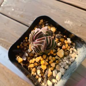 農園直売 多肉植物 寄せ植え キムナッキー(単...の詳細画像1