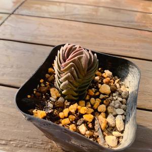 農園直売 多肉植物 寄せ植え キムナッキー(単...の詳細画像2