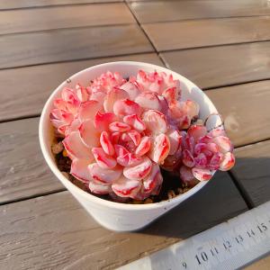 農園直売 多肉植物 寄せ植え エケベリア属 ロビン（群）Echeveria 'Robin'　観葉植物 インテリア　多肉専門VERVE