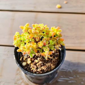 農園直売 多肉植物 寄せ植え ドロサンテマム ...の詳細画像1