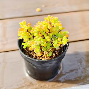 農園直売 多肉植物 寄せ植え ドロサンテマム ...の詳細画像2