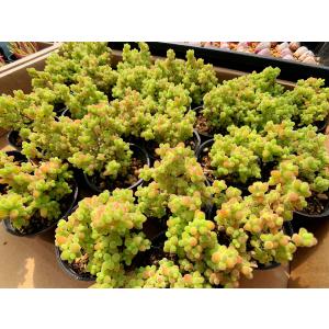 農園直売 多肉植物 寄せ植え ドロサンテマム ...の詳細画像3