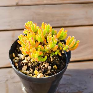 農園直売 多肉植物 寄せ植え ドロサンテマム ...の詳細画像1