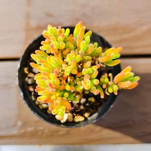 農園直売 多肉植物 寄せ植え ドロサンテマム ...の詳細画像2