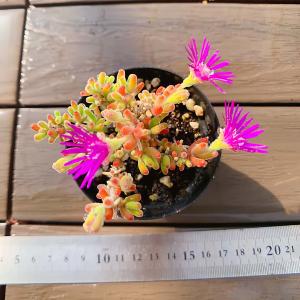 農園直売 多肉植物 寄せ植え ドロサンテマム ...の詳細画像3