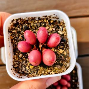 農園直売 多肉植物 寄せ植え レッドグローブ（群）可愛い　観葉植物 インテリア　多肉専門VERVE