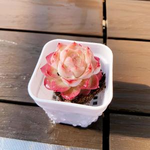 【多肉バイキング】農園直売 寄せ植え エケベリ...の詳細画像1