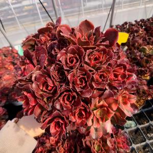 農園直売 多肉植物 アエオニウム チョコムース（群）特大　美苗　 観葉植物 インテリア　多肉専門VERVE