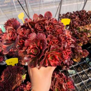 農園直売 多肉植物 アエオニウム チョコムース...の詳細画像1