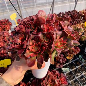 農園直売 多肉植物 アエオニウム チョコムース...の詳細画像2