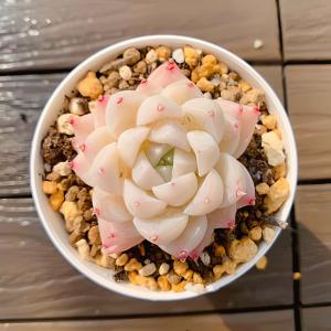 農園直売 多肉植物 寄せ植え エケベリア属 氷川（単） 観葉植物 インテリア　多肉専門VERVE