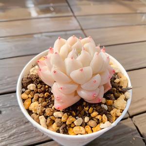 農園直売 多肉植物 寄せ植え エケベリア属 氷...の詳細画像1