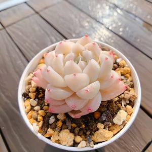 農園直売 多肉植物 寄せ植え エケベリア属 氷...の詳細画像2