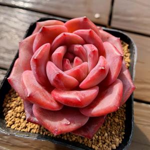 農園直売 多肉植物 寄せ植え エケベリア属 雪芙蓉（単） 観葉植物 インテリア　多肉専門VERVE