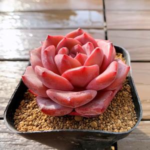 農園直売 多肉植物 寄せ植え エケベリア属 雪...の詳細画像1