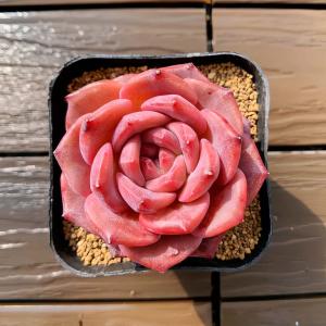 農園直売 多肉植物 寄せ植え エケベリア属 雪...の詳細画像2