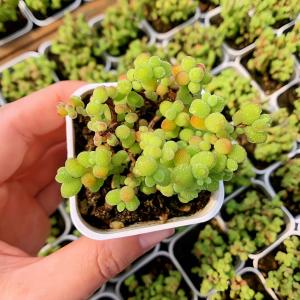 農園直売 多肉植物 寄せ植え ドロサンテマム ...の詳細画像1