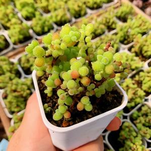 農園直売 多肉植物 寄せ植え ドロサンテマム ...の詳細画像2