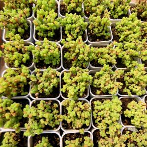 農園直売 多肉植物 寄せ植え ドロサンテマム ...の詳細画像3