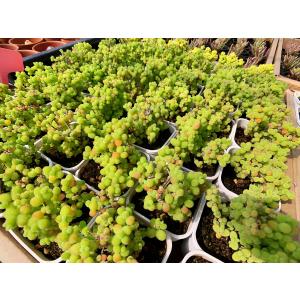 農園直売 多肉植物 寄せ植え ドロサンテマム ...の詳細画像4