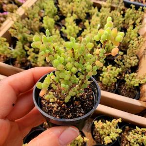 農園直売 多肉植物 寄せ植え ドロサンテマム 米粒（群）観葉植物 インテリア　多肉専門VERVE