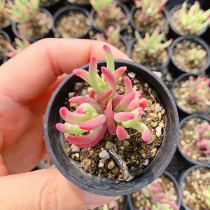 農園直売 多肉植物 寄せ植え ドロサンテマム 氷...の商品画像