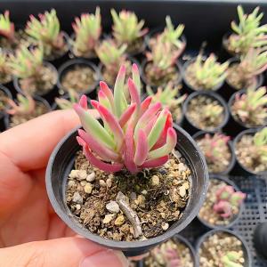農園直売 多肉植物 寄せ植え ドロサンテマム ...の詳細画像1