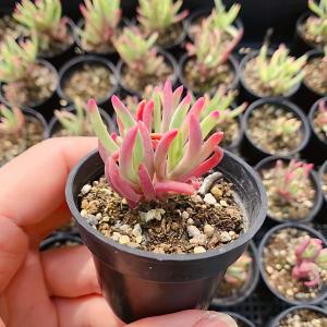 農園直売 多肉植物 寄せ植え ドロサンテマム ...の詳細画像2